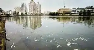 回顾历史上三次大瘟疫 或能为防控新冠病毒带来启发